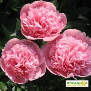 ПИОН ЭТЧЕД САЛМОН купить по цене от 410р. в интернет-магазине «Посадика» с доставкой почтой в в Москве и по всей России – [изображение №1].