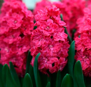 Гиацинт Холлихок махровый купить по цене от 350.00р. в интернет-магазине «Посадика» с доставкой почтой в в Москве и по всей России – [изображение №1].