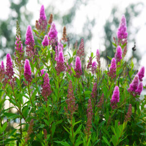 Спирея “Билларда” (billardii Triumphans) купить по цене от 300.00р. в интернет-магазине «Посадика» с доставкой почтой в в Москве и по всей России – [изображение №1].