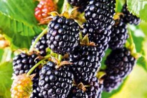 Ежевика “Блэк Сатин” купить по цене от 380.00р. в интернет-магазине «Посадика» с доставкой почтой в в Москве и по всей России – [изображение №1].