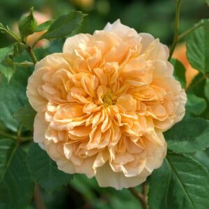 Роза Ти Клиппер купить по цене от 400.00р. в интернет-магазине «Посадика» с доставкой почтой в в Москве и по всей России – [изображение №1].