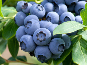 Высокорослая голубика “Блюкроп” купить по цене от 410.00р. в интернет-магазине «Посадика» с доставкой почтой в в Москве и по всей России – [изображение №1].