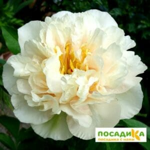 Пион ИТО-гибрид Санни Герл купить по цене от 1750р. в интернет-магазине «Посадика» с доставкой почтой в в Москве и по всей России – [изображение №1].