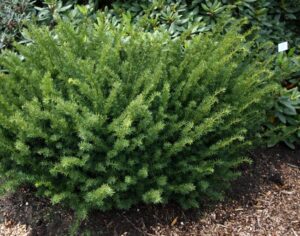 Тис средний Фармен купить по цене от 320.00р. в интернет-магазине «Посадика» с доставкой почтой в в Москве и по всей России – [изображение №1].