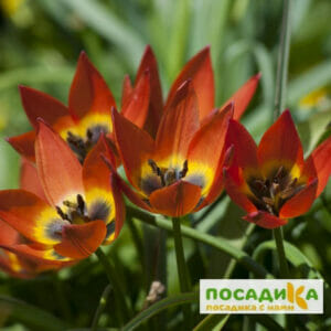 Тюльпан ботанический Литтл Принцесс купить по цене от 220р. в интернет-магазине «Посадика» с доставкой почтой в в Москве и по всей России – [изображение №1].