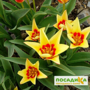 Тюльпаны Кауфмана Корона купить по цене от 220р. в интернет-магазине «Посадика» с доставкой почтой в в Москве и по всей России – [изображение №1].