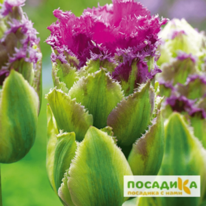 Тюльпан Пурпл Тауэр купить по цене от 230р. в интернет-магазине «Посадика» с доставкой почтой в в Москве и по всей России – [изображение №1].