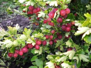 Крыжовник Уральский розовый купить по цене от 300.00р. в интернет-магазине «Посадика» с доставкой почтой в в Москве и по всей России – [изображение №1].