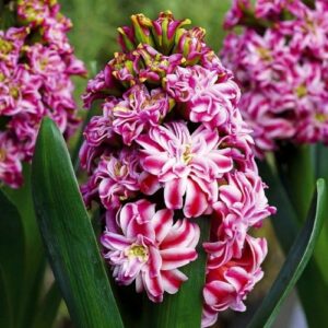 Гиацинт Дабл Эрос махровый купить по цене от 350.00р. в интернет-магазине «Посадика» с доставкой почтой в в Москве и по всей России – [изображение №1].