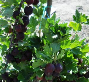 Крыжовник Памяти Негруля купить по цене от 300.00р. в интернет-магазине «Посадика» с доставкой почтой в в Москве и по всей России – [изображение №1].