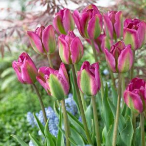 Тюльпан Вайолет Берд (ЗЕЛЕНОЦВЕТНЫЙ) купить по цене от 220р. в интернет-магазине «Посадика» с доставкой почтой в в Москве и по всей России – [изображение №1].