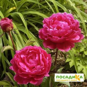 Пион Эмпайр Стейт купить по цене от 390р. в интернет-магазине «Посадика» с доставкой почтой в в Москве и по всей России – [изображение №1].