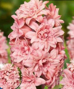 Гиацинты Принц оф Лав купить по цене от 240р. в интернет-магазине «Посадика» с доставкой почтой в в Москве и по всей России – [изображение №1].