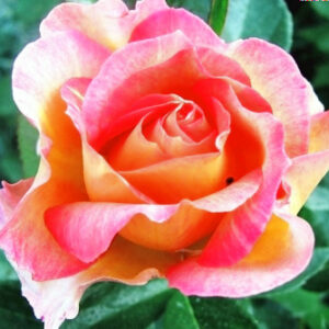 Роза Поль Сезан купить по цене от 400.00р. в интернет-магазине «Посадика» с доставкой почтой в в Москве и по всей России – [изображение №1].