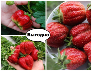 Гигантская клубничная выгода! купить по цене от 834.00р. в интернет-магазине «Посадика» с доставкой почтой в в Москве и по всей России – [изображение №1].