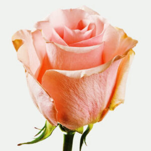 Роза Титаник купить по цене от 499.00р. в интернет-магазине «Посадика» с доставкой почтой в в Москве и по всей России – [изображение №1].