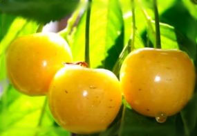 Черешня Генеральская купить по цене от 280.00р. в интернет-магазине «Посадика» с доставкой почтой в в Москве и по всей России – [изображение №1].