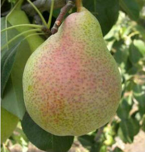 Груша Лесная красавица купить по цене от 360.00р. в интернет-магазине «Посадика» с доставкой почтой в в Москве и по всей России – [изображение №1].