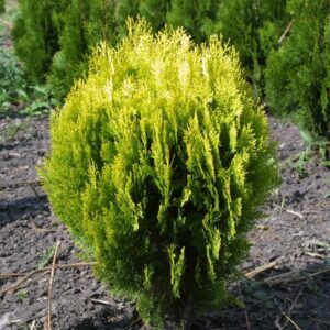 Туя западная Голден Глоб (Golden Globe) купить по цене от 350.00р. в интернет-магазине «Посадика» с доставкой почтой в в Москве и по всей России – [изображение №1].