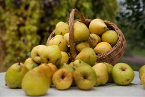 Груша Карамельная Осенняя купить по цене от 350.00р. в интернет-магазине «Посадика» с доставкой почтой в в Москве и по всей России – [изображение №1].