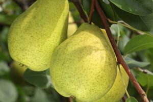 Груша Сказочная Осенняя купить по цене от 350.00р. в интернет-магазине «Посадика» с доставкой почтой в в Москве и по всей России – [изображение №1].