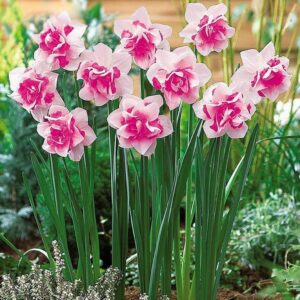 Нарцисс Розовый крупноцветковый купить по цене от 410р. в интернет-магазине «Посадика» с доставкой почтой в в Москве и по всей России – [изображение №1].