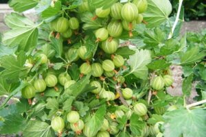 Крыжовник Самородок купить по цене от 320.00р. в интернет-магазине «Посадика» с доставкой почтой в в Москве и по всей России – [изображение №1].