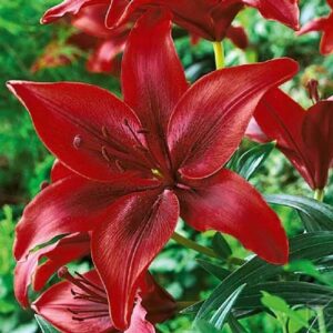 Лилия Блек Аут купить по цене от 360р. в интернет-магазине «Посадика» с доставкой почтой в в Москве и по всей России – [изображение №1].