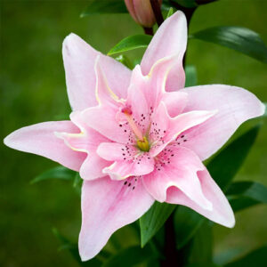 Лилия азиатская махровая Элоди купить по цене от 360р. в интернет-магазине «Посадика» с доставкой почтой в в Москве и по всей России – [изображение №1].