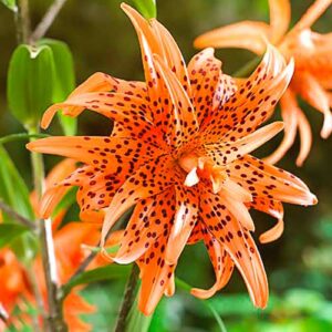 Лилия азиатская махровая Флоре Плено купить по цене от 360р. в интернет-магазине «Посадика» с доставкой почтой в в Москве и по всей России – [изображение №1].