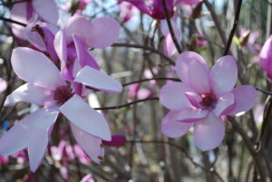 Магнолия Лебнера Леонард Мессель купить по цене от 410.00р. в интернет-магазине «Посадика» с доставкой почтой в в Москве и по всей России – [изображение №1].