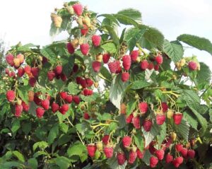 Малиновое дерево Крепыш купить по цене от 190р. в интернет-магазине «Посадика» с доставкой почтой в в Москве и по всей России – [изображение №1].