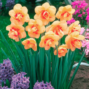 Нарцисс махровый Инноватор купить по цене от 200.00р. в интернет-магазине «Посадика» с доставкой почтой в в Москве и по всей России – [изображение №1].