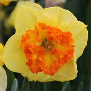 Нарцисс Берлин крупнокорончатый купить по цене от 250.00р. в интернет-магазине «Посадика» с доставкой почтой в в Москве и по всей России – [изображение №1].