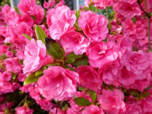 Азалия/Рододендрон японская “Кирстин” купить по цене от 500.00р. в интернет-магазине «Посадика» с доставкой почтой в в Москве и по всей России – [изображение №1].