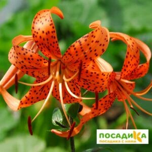Лилия тигровая Тигринум купить по цене от 380.00р. в интернет-магазине «Посадика» с доставкой почтой в в Москве и по всей России – [изображение №1].
