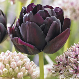 Тюльпан махровый Блэк Хиро купить по цене от 220р. в интернет-магазине «Посадика» с доставкой почтой в в Москве и по всей России – [изображение №1].