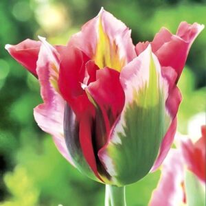 Тюльпан зеленоцветный Эсперанто купить по цене от 230р. в интернет-магазине «Посадика» с доставкой почтой в в Москве и по всей России – [изображение №1].