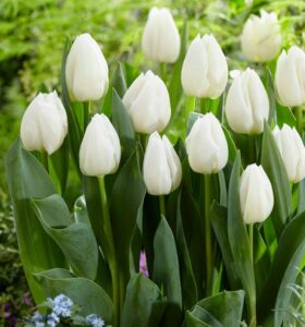 Тюльпан Уайт Принц купить по цене от 220р. в интернет-магазине «Посадика» с доставкой почтой в в Москве и по всей России – [изображение №1].