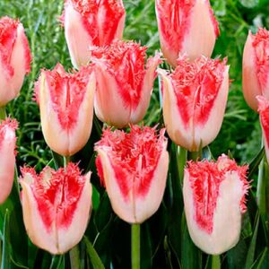 Тюльпан бахромчатый Свит Симон купить по цене от 230р. в интернет-магазине «Посадика» с доставкой почтой в в Москве и по всей России – [изображение №1].