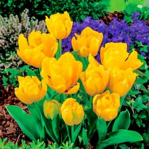 Тюльпан Еллоу Бейби купить по цене от 220р. в интернет-магазине «Посадика» с доставкой почтой в в Москве и по всей России – [изображение №1].