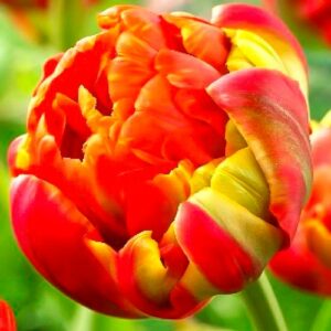 Тюльпан махровый Принцесс Юник купить по цене от 220р. в интернет-магазине «Посадика» с доставкой почтой в в Москве и по всей России – [изображение №1].