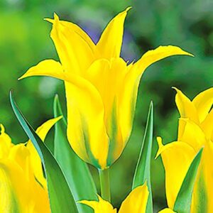 Тюльпан попугайный Дэнсинг Шоу купить по цене от 230р. в интернет-магазине «Посадика» с доставкой почтой в в Москве и по всей России – [изображение №1].