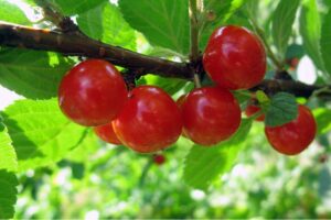 Вишня войлочная купить по цене от 299.00р. в интернет-магазине «Посадика» с доставкой почтой в в Москве и по всей России – [изображение №1].