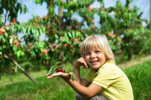 Вишня Бирюсинка купить по цене от 310.00р. в интернет-магазине «Посадика» с доставкой почтой в в Москве и по всей России – [изображение №1].