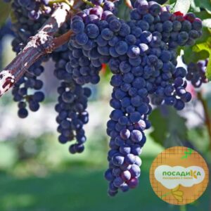 Виноград Саперави северный купить по цене от 310р. в интернет-магазине «Посадика» с доставкой почтой в в Москве и по всей России – [изображение №1].
