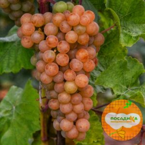 Виноград Платовский купить по цене от 280р. в интернет-магазине «Посадика» с доставкой почтой в в Москве и по всей России – [изображение №1].