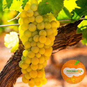 Виноград Шардоне купить по цене от 310р. в интернет-магазине «Посадика» с доставкой почтой в в Москве и по всей России – [изображение №1].