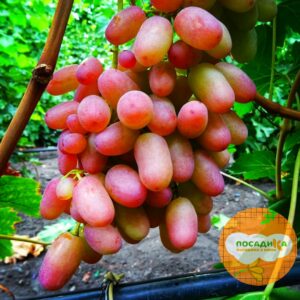 Виноград Преображение купить по цене от 310р. в интернет-магазине «Посадика» с доставкой почтой в в Москве и по всей России – [изображение №1].