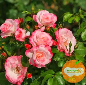 Роза шраб Розенштадт Фрайзинг купить по цене от 480.00р. в интернет-магазине «Посадика» с доставкой почтой в в Москве и по всей России – [изображение №1].